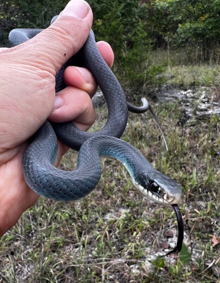 Eastern Yellowbelly Racer